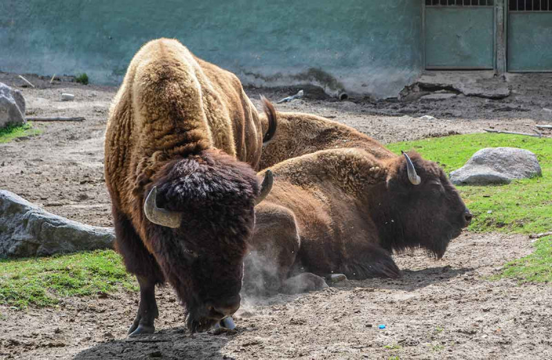 Зоопарк Гвадалахари