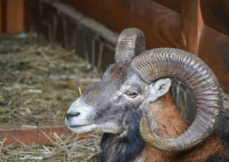 Чому варто поїхати в Межигір’я